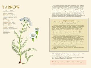 Sample content_Medicinal Herbs Of Eastern Canada