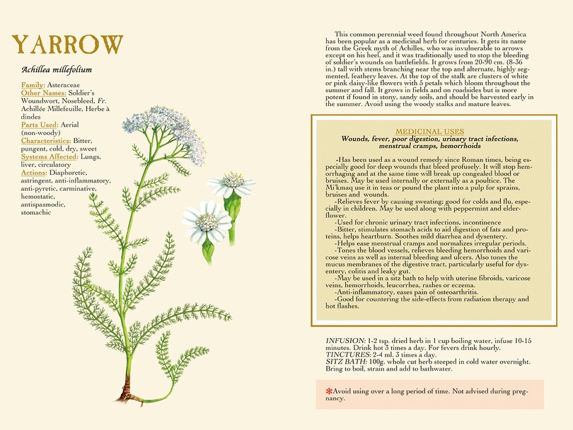Sample content_Medicinal Herbs Of Eastern Canada