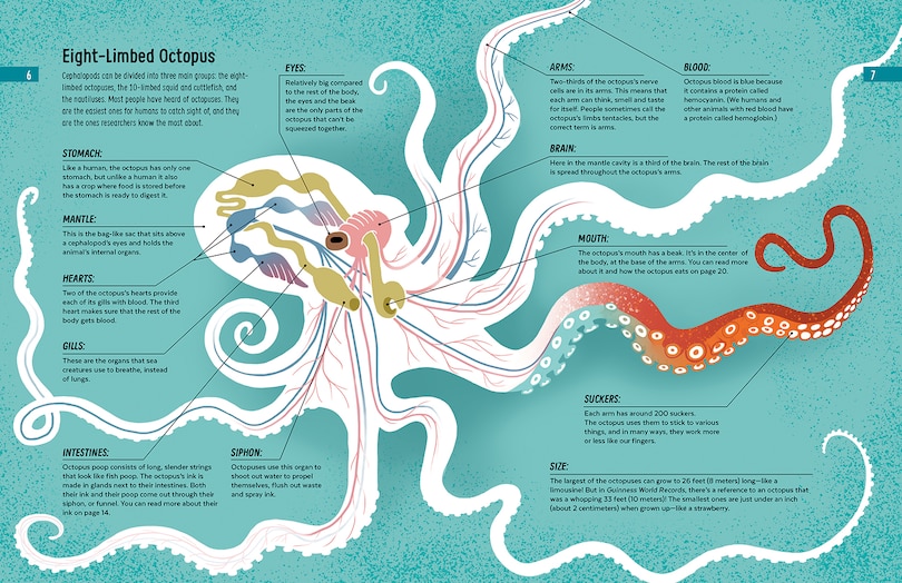 Aper&ccedil;u du contenu 4_Meet the Cephalopods