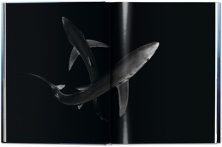 Sample content_Michael Muller. Sharks