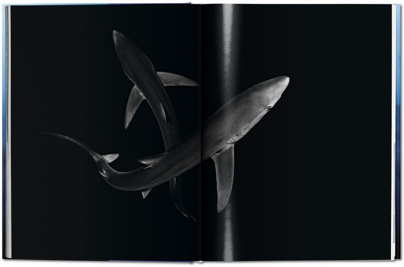 Sample content_Michael Muller. Sharks
