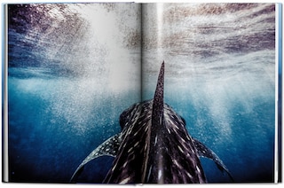 Sample content 4_Michael Muller. Sharks