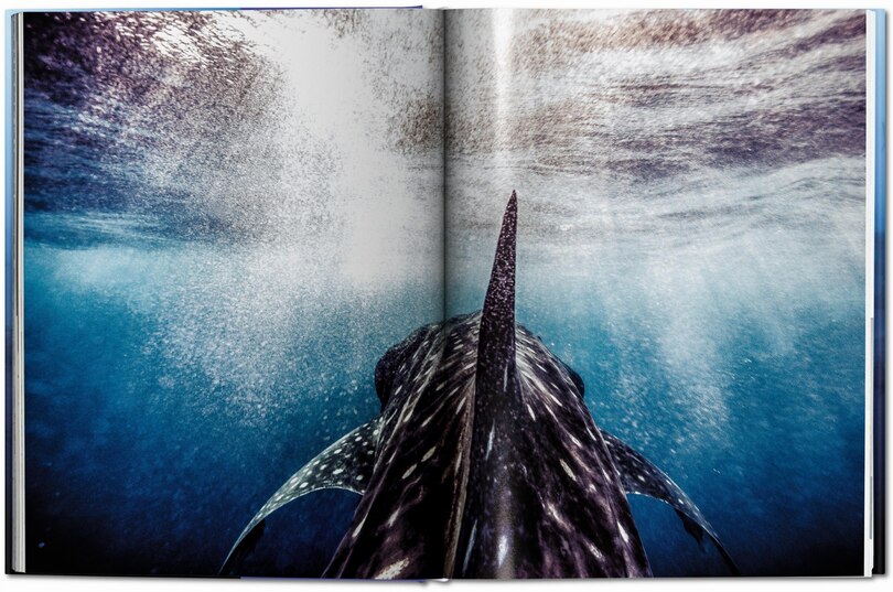Sample content 4_Michael Muller. Sharks