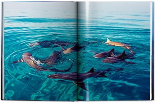 Sample content 5_Michael Muller. Sharks