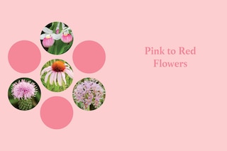 Aper&ccedil;u du contenu 3_Minnesota in Bloom