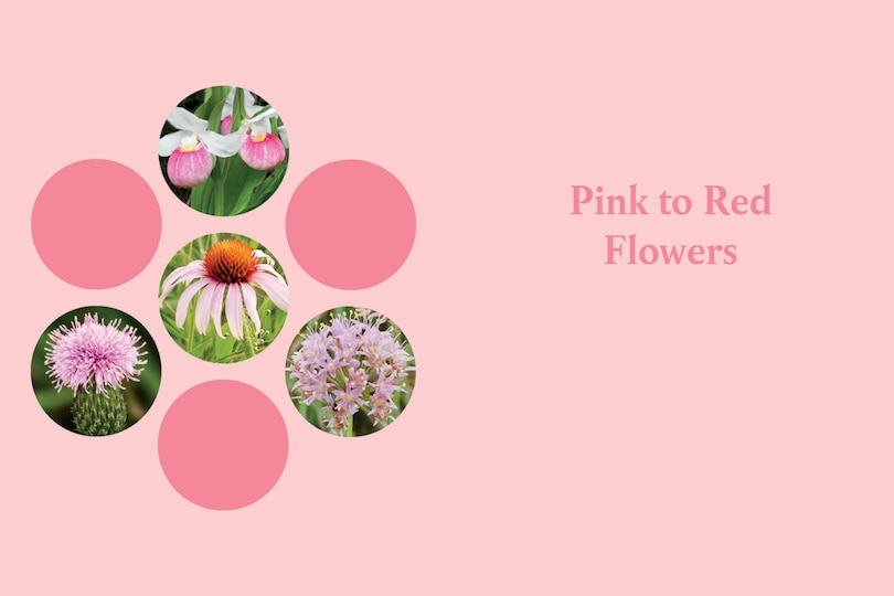 Aper&ccedil;u du contenu 3_Minnesota in Bloom