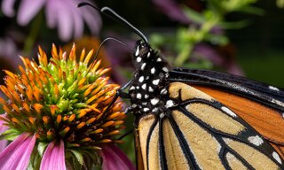 Sample content_Monarchs