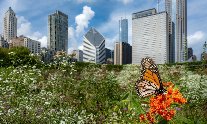 Sample content 3_Monarchs