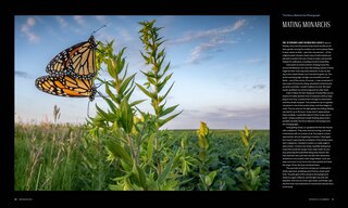 Sample content 5_Monarchs