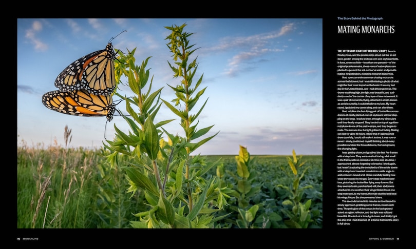 Sample content 5_Monarchs