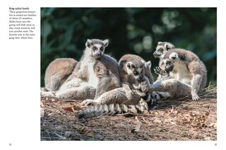 Sample content_Monkeys