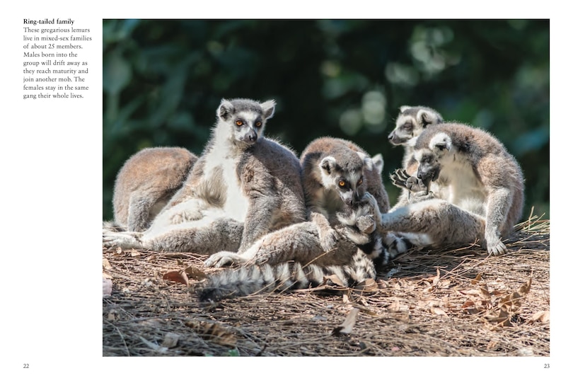 Sample content_Monkeys