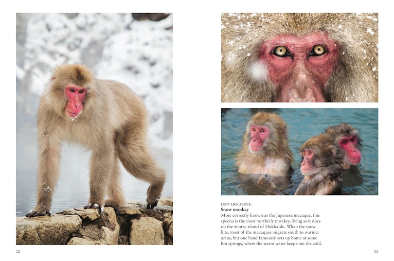 Sample content 3_Monkeys