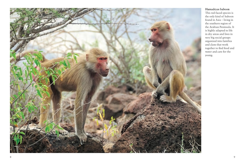 Sample content 4_Monkeys