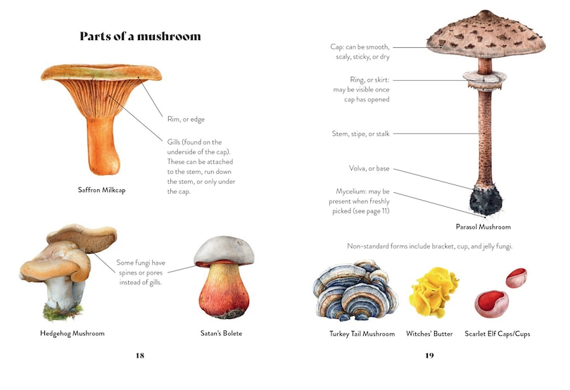 Sample content 3_Mushroom Miscellany