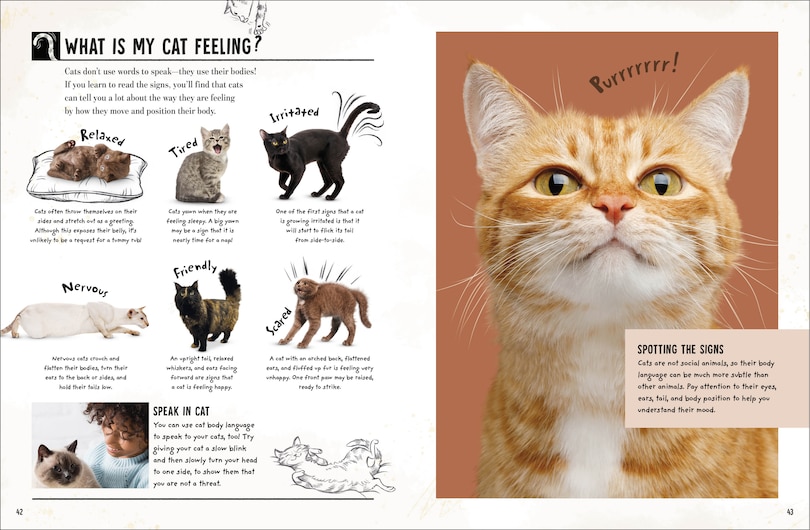 Sample content_My Cat