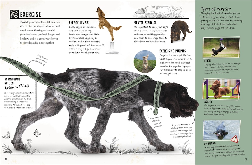 Sample content 2_My Dog