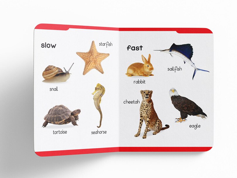 Aper&ccedil;u du contenu 4_My Early Learning Padded Book of Opposites