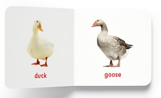 Aper&ccedil;u du contenu_My First Book of Birds: First Board Book