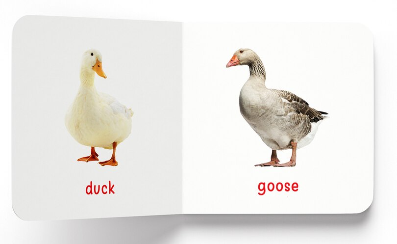 Aper&ccedil;u du contenu_My First Book of Birds: First Board Book