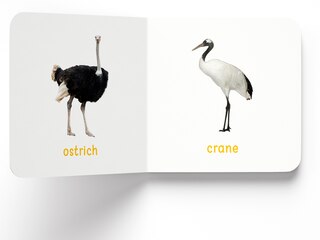 Aper&ccedil;u du contenu 2_My First Book of Birds: First Board Book