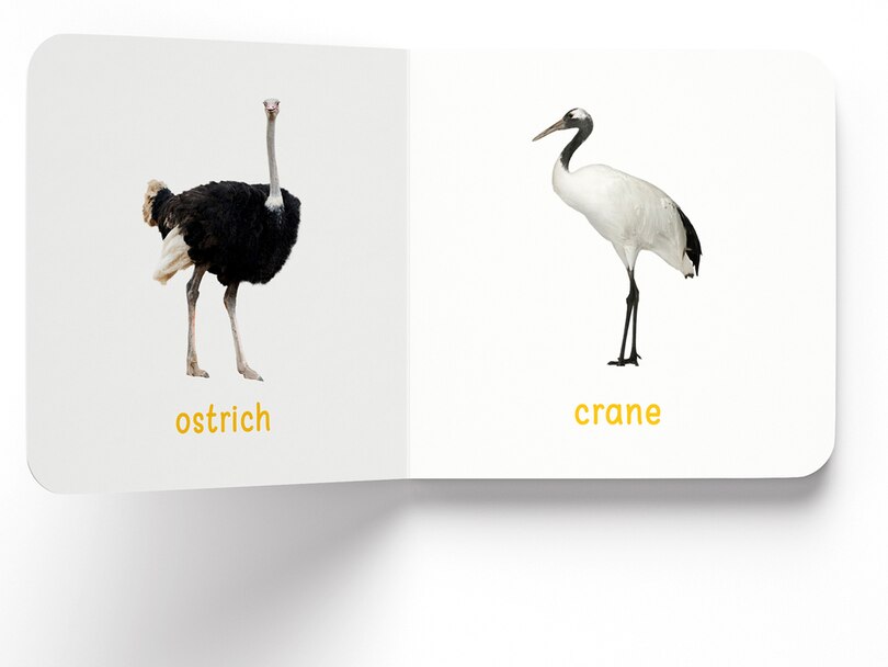 Aper&ccedil;u du contenu 2_My First Book of Birds: First Board Book