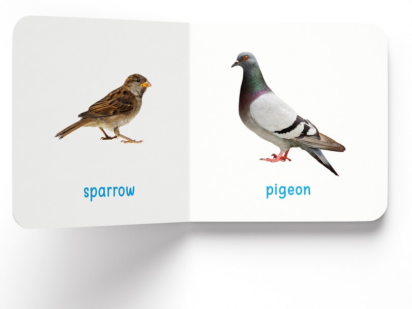 Aper&ccedil;u du contenu 3_My First Book of Birds: First Board Book