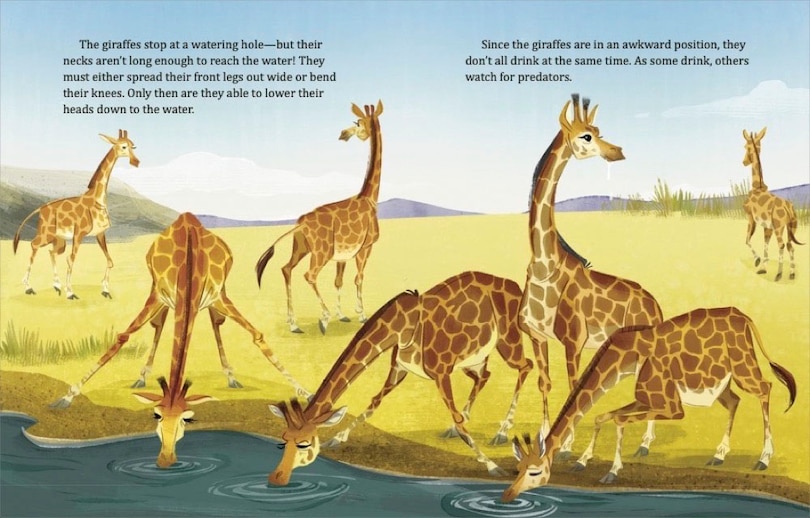 Aperçu du contenu_My Little Golden Book About Giraffes