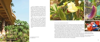 Sample content 3_My Tiny Veg Plot