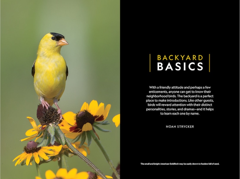 Aperçu du contenu 5_National Geographic Backyard Guide To The Birds Of North America, 2nd Edition