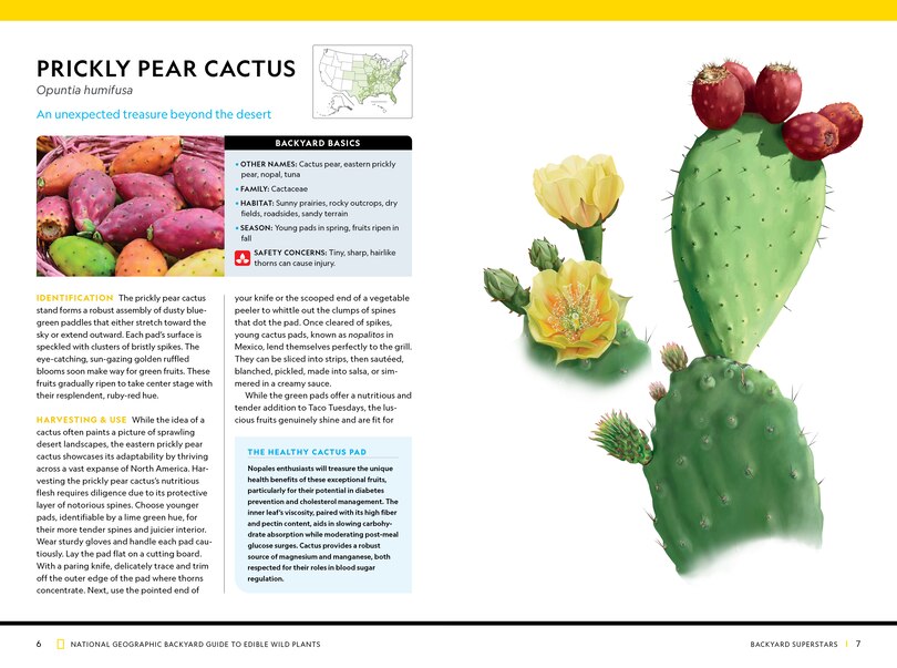 Aperçu du contenu 2_National Geographic Backyard Guide to Edible Wild Plants