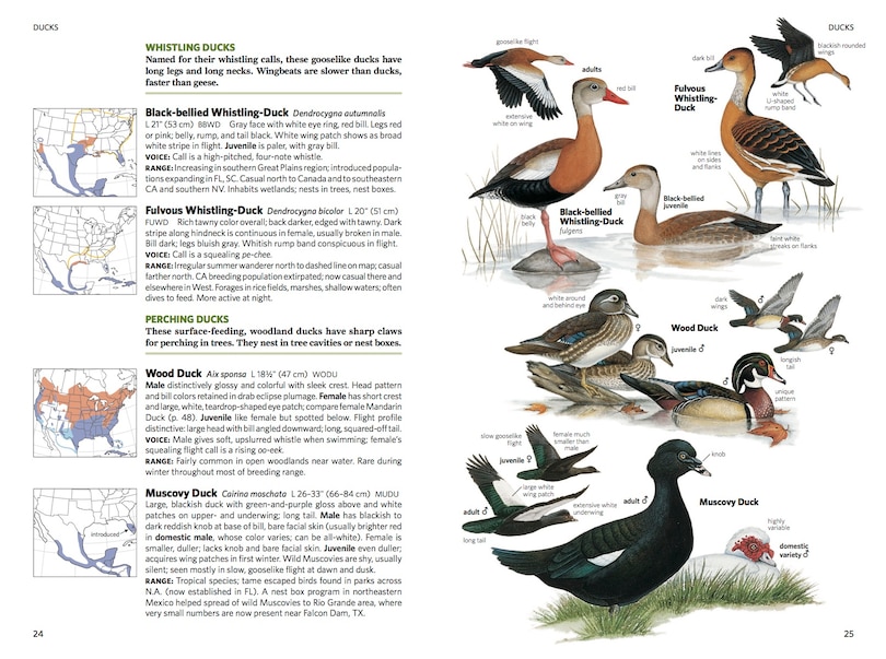 Aperçu du contenu 2_National Geographic Field Guide To The Birds Of North America, 7th Edition