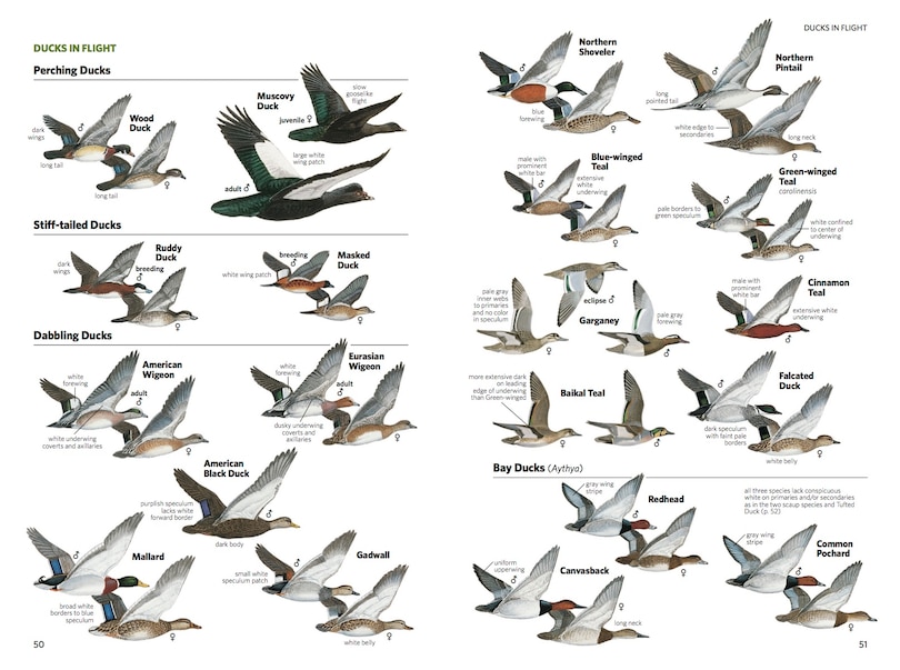 Aperçu du contenu 3_National Geographic Field Guide To The Birds Of North America, 7th Edition