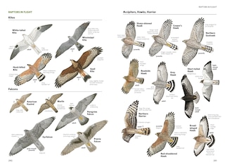 Aperçu du contenu 5_National Geographic Field Guide To The Birds Of North America, 7th Edition