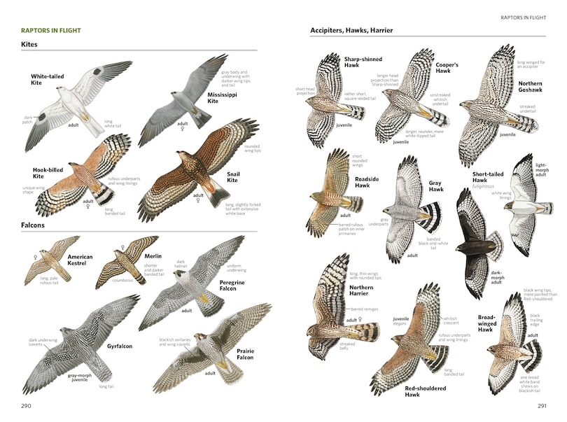 Aperçu du contenu 5_National Geographic Field Guide To The Birds Of North America, 7th Edition