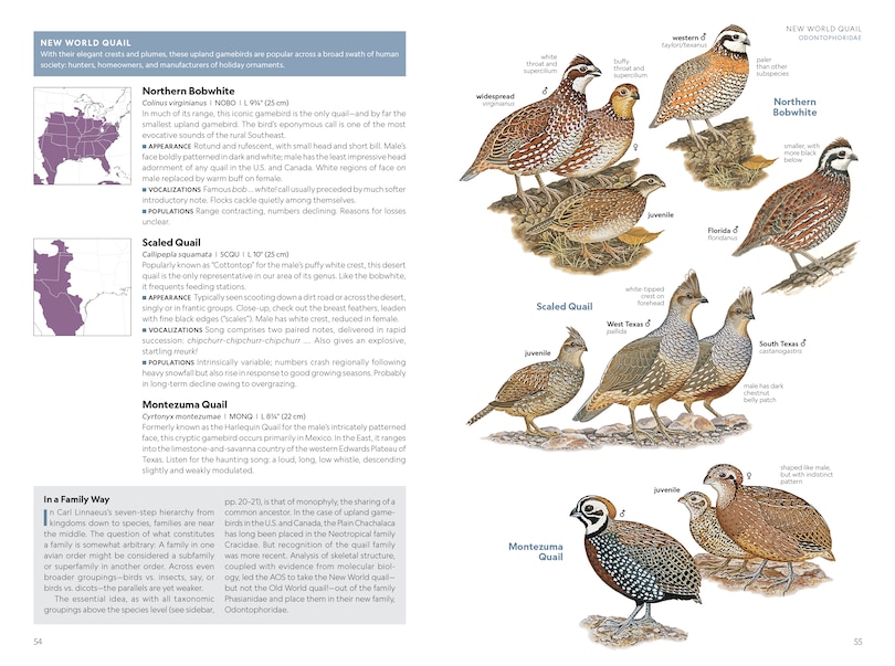 Sample content 2_National Geographic Field Guide to the Birds of the United States and Canada—East, 2nd Edition