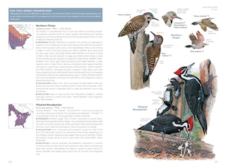 Sample content 3_National Geographic Field Guide to the Birds of the United States and Canada—East, 2nd Edition