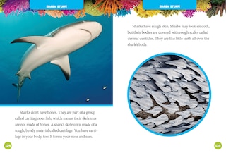 Aperçu du contenu 3_National Geographic Kids 5-Minute Shark Stories