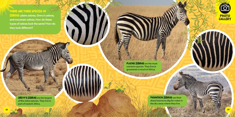 Sample content 3_National Geographic Little Kids First Big Book of African Animals