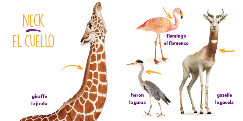 Aper&ccedil;u du contenu 3_National Geographic Photo Ark Bodies / Cuerpos