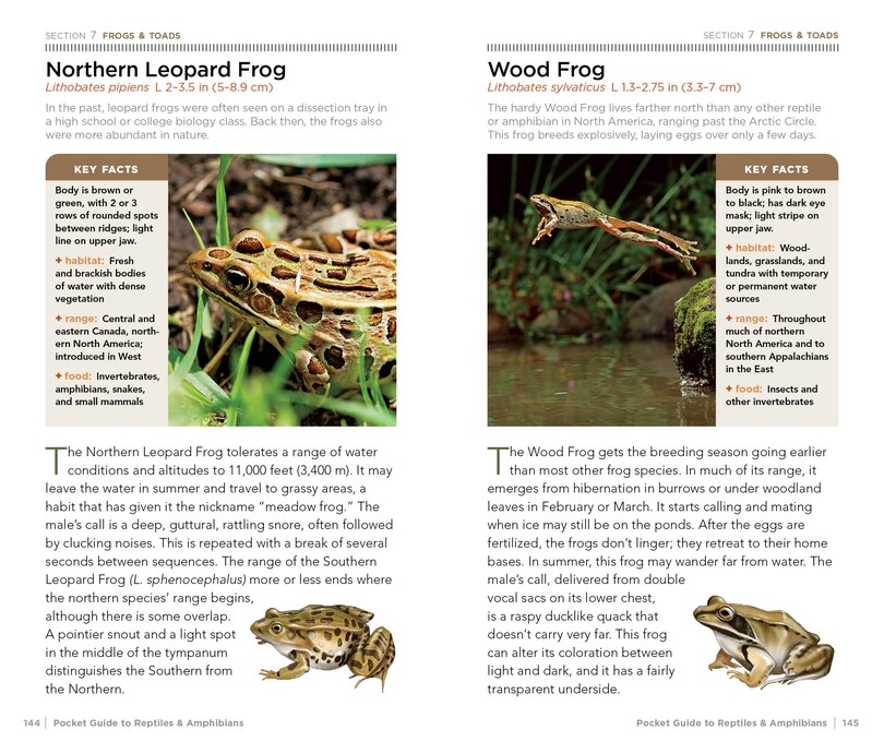 Sample content_National Geographic Pocket Guide To Reptiles And Amphibians Of North America