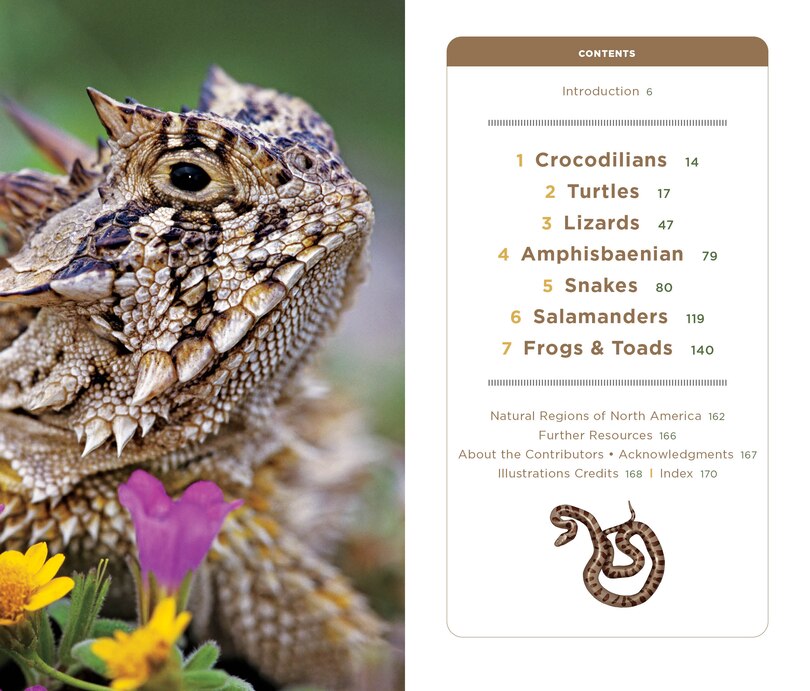 Sample content 4_National Geographic Pocket Guide To Reptiles And Amphibians Of North America