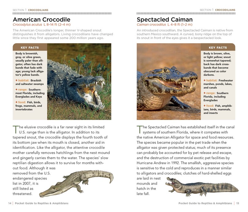 Sample content 5_National Geographic Pocket Guide To Reptiles And Amphibians Of North America