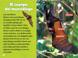 Aper&ccedil;u du contenu 4_National Geographic Readers: Los Murci&eacute;lagos