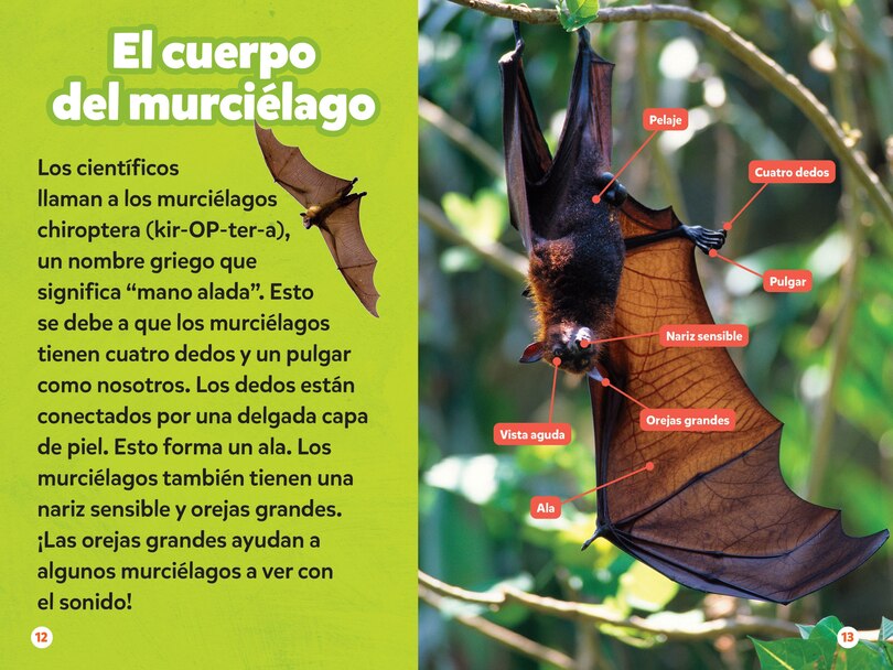 Aper&ccedil;u du contenu 4_National Geographic Readers: Los Murci&eacute;lagos