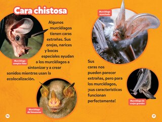 Aper&ccedil;u du contenu 5_National Geographic Readers: Los Murci&eacute;lagos