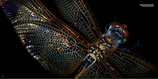 Sample content 4_National Geographic The Photo Ark