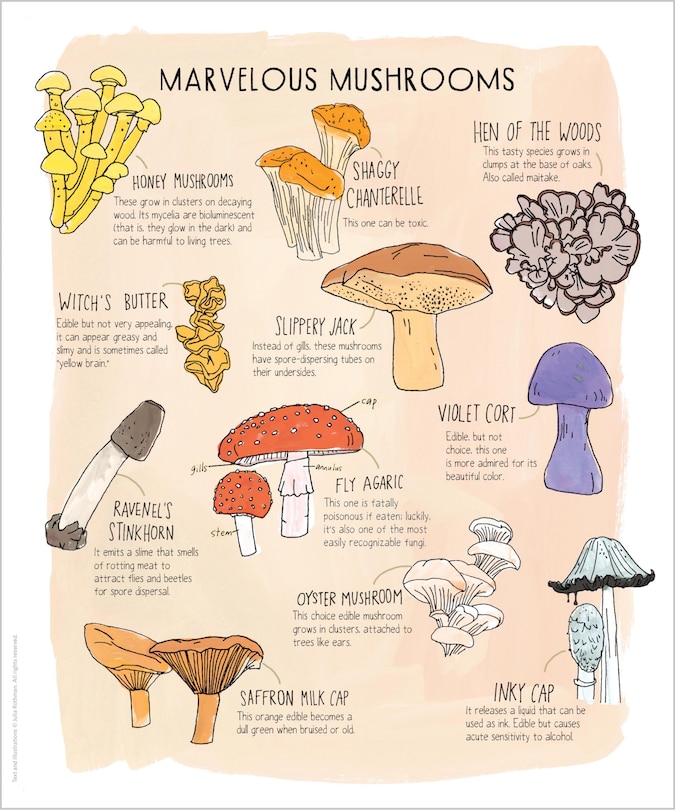 Sample content 3_Nature Anatomy Posters