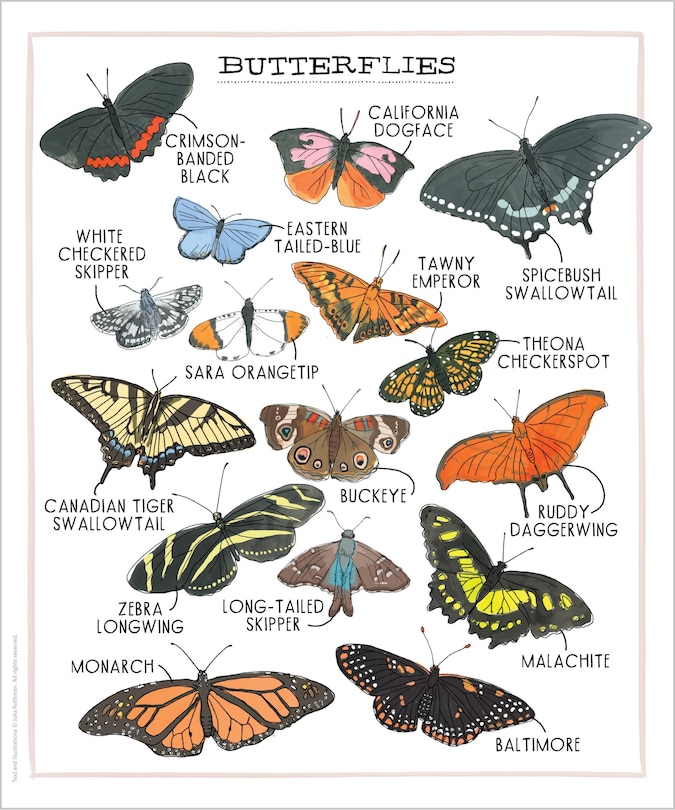 Sample content 4_Nature Anatomy Posters
