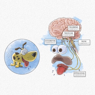 Sample content_Ned's Head